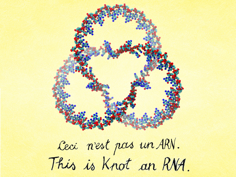 ARN: les brins de la vie n'ont pas de nœuds
