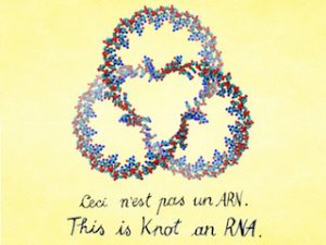 ARN: les brins de la vie n’ont pas de nœuds