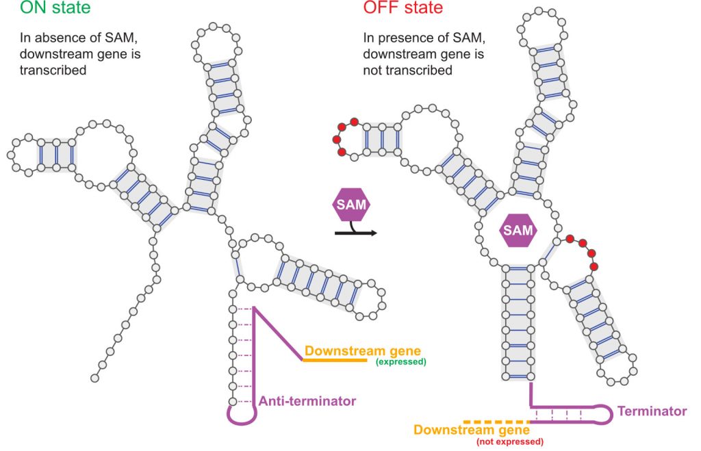 Apprendre aux machines à concevoir des commutateurs moléculaires