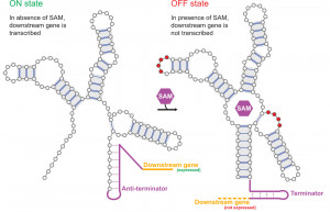 Apprendre aux machines &agrave; concevoir des commutateurs mol&eacute;culaires